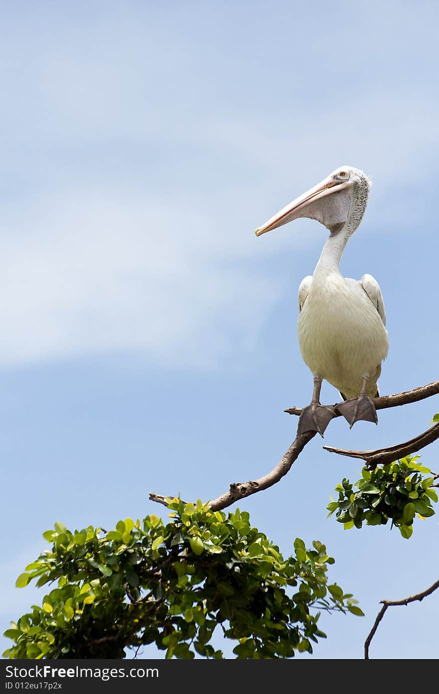 Bird on the branch