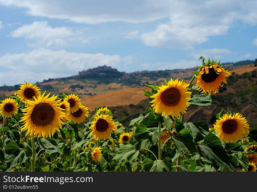 Sunflowers and little village