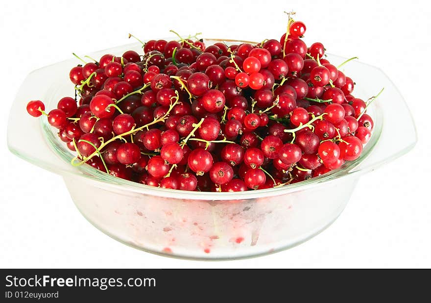 Red Currant