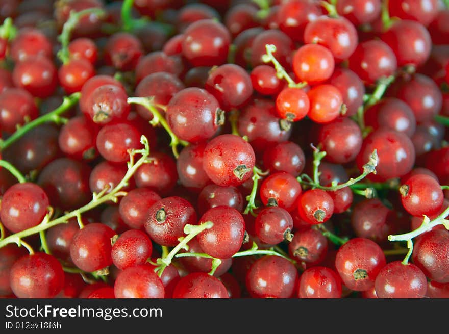 Red Currant