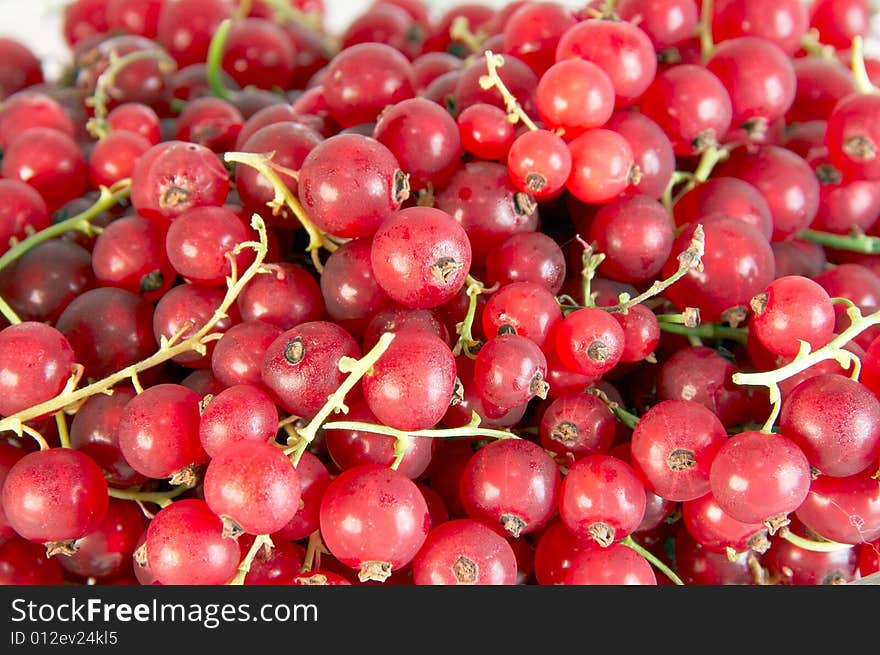 Red Currant