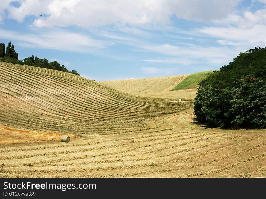 Hay and straw in lines