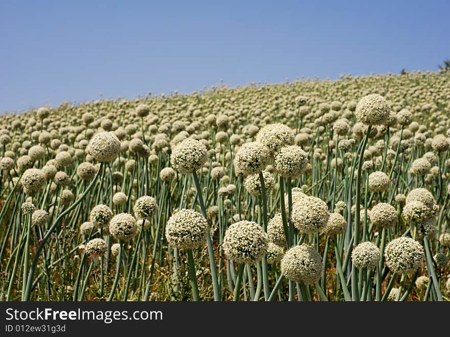 Onion field