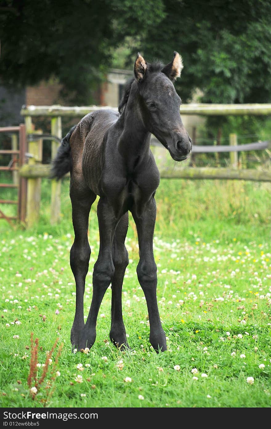 A one day old foal standing in paddock. A one day old foal standing in paddock