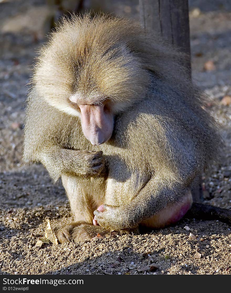 Portrait of busy baboon male. Portrait of busy baboon male