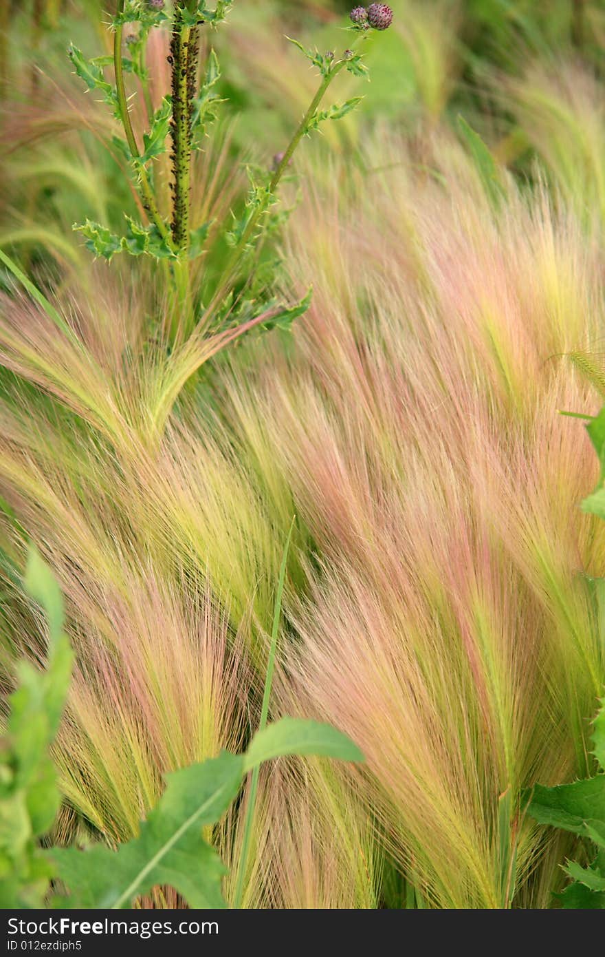 Detail of very fine and delicate wild plants growing in a swampy area. Detail of very fine and delicate wild plants growing in a swampy area