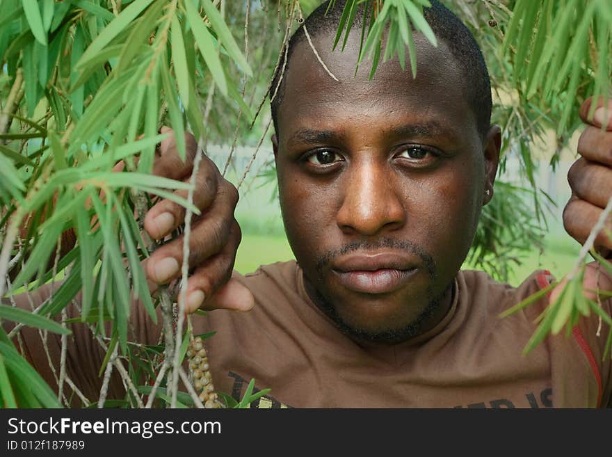 Headshot of a male among tree branches. Headshot of a male among tree branches.