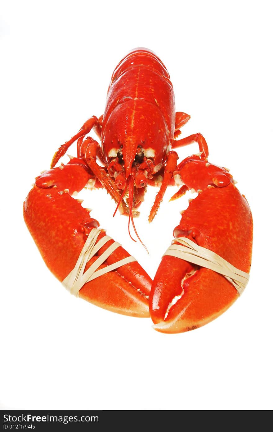 Lobster with banded claws