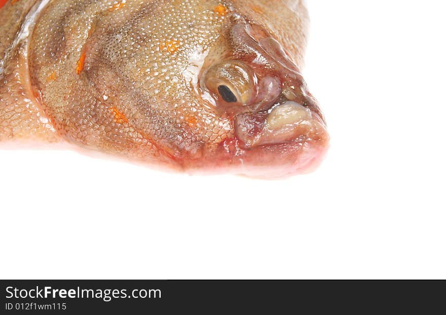 Plaice closeup