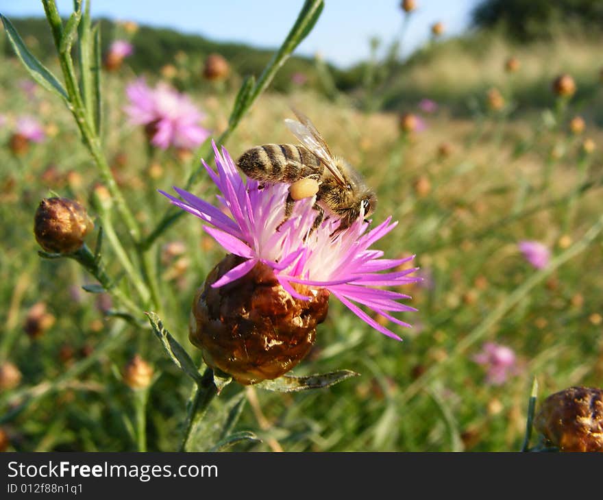 Working bee