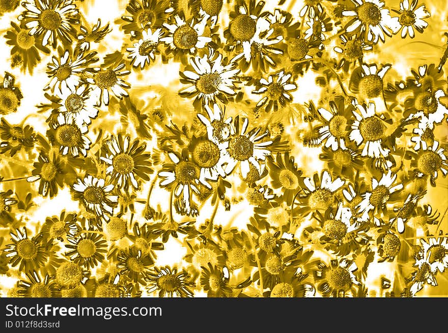 Floral camomile background with many flowers