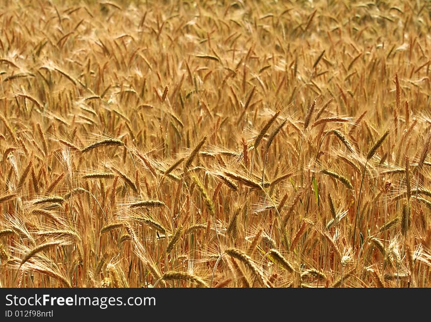 Close - up of golden wheat field.