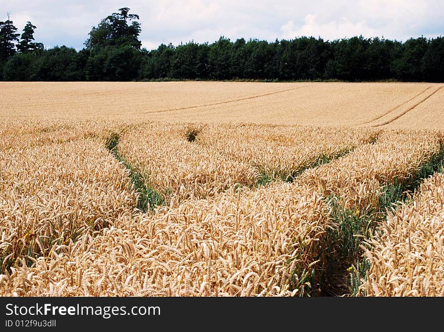 View of wheat crop growing on UK farm