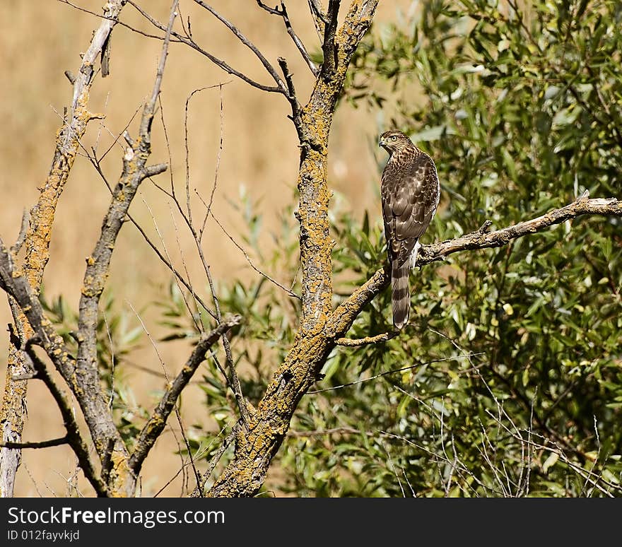 Cooper s Hawk(immature)_36139