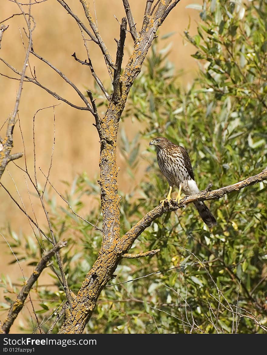 Immature Cooper's Hawk San Ramon CA 2008 8/3/2008. Immature Cooper's Hawk San Ramon CA 2008 8/3/2008