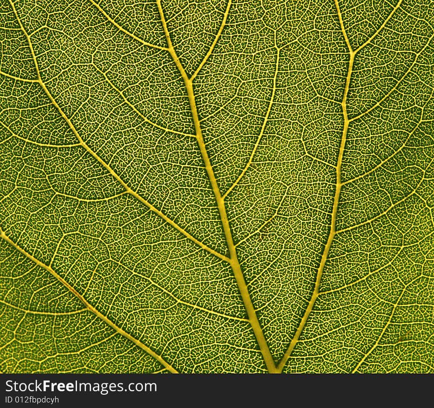 Leaf