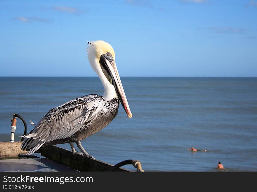 Pelican watches for fish