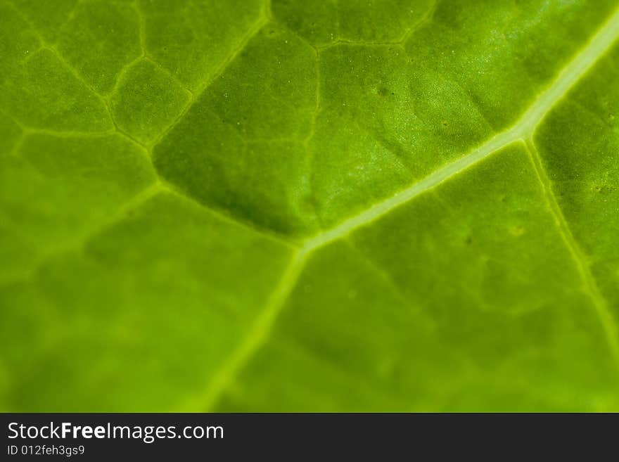 Texture detail of a green leaf. Perfect desktop. Texture detail of a green leaf. Perfect desktop