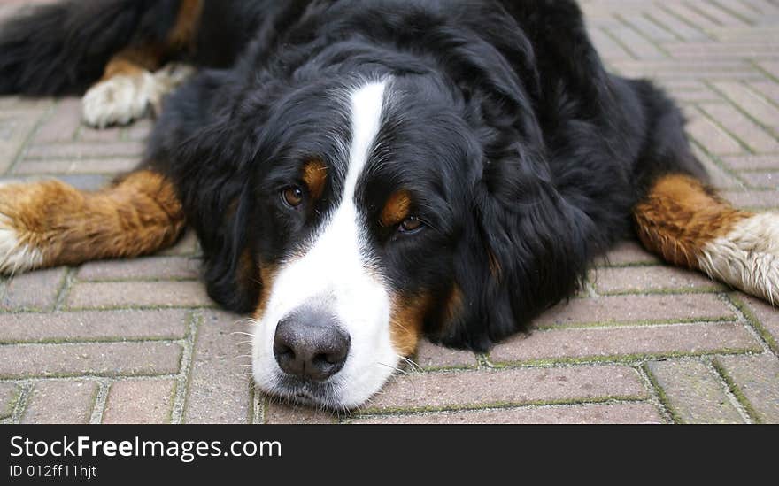 Typical swiss bernese dog, lying down and gazing. Typical swiss bernese dog, lying down and gazing.