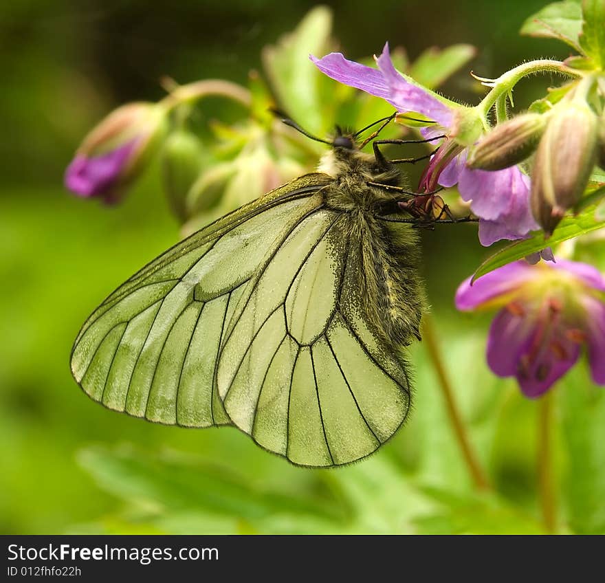 The butterfly