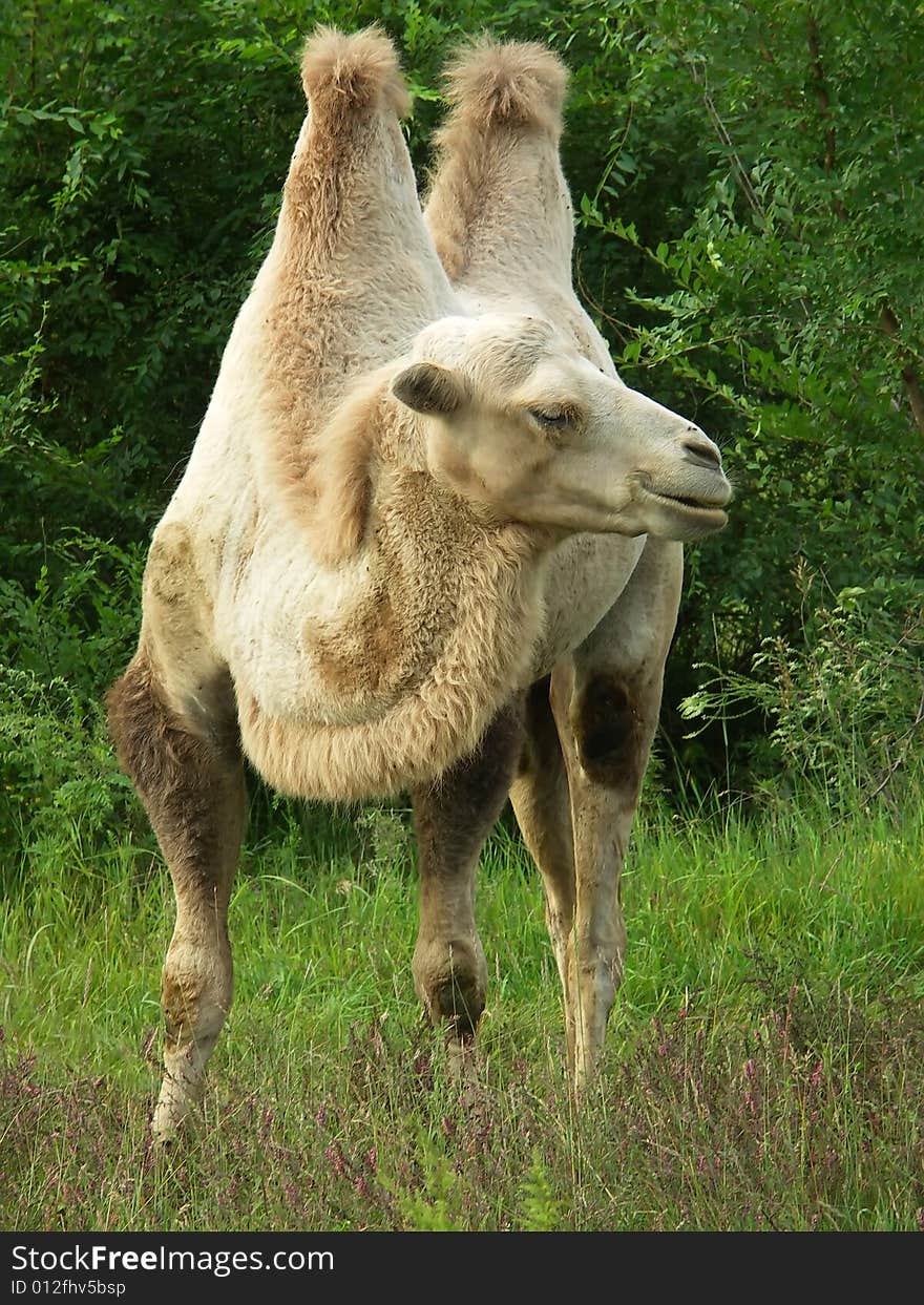 The camel