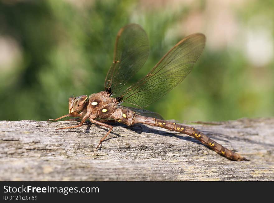 Ugly dragonfly sitting on wood fence rail. Ugly dragonfly sitting on wood fence rail