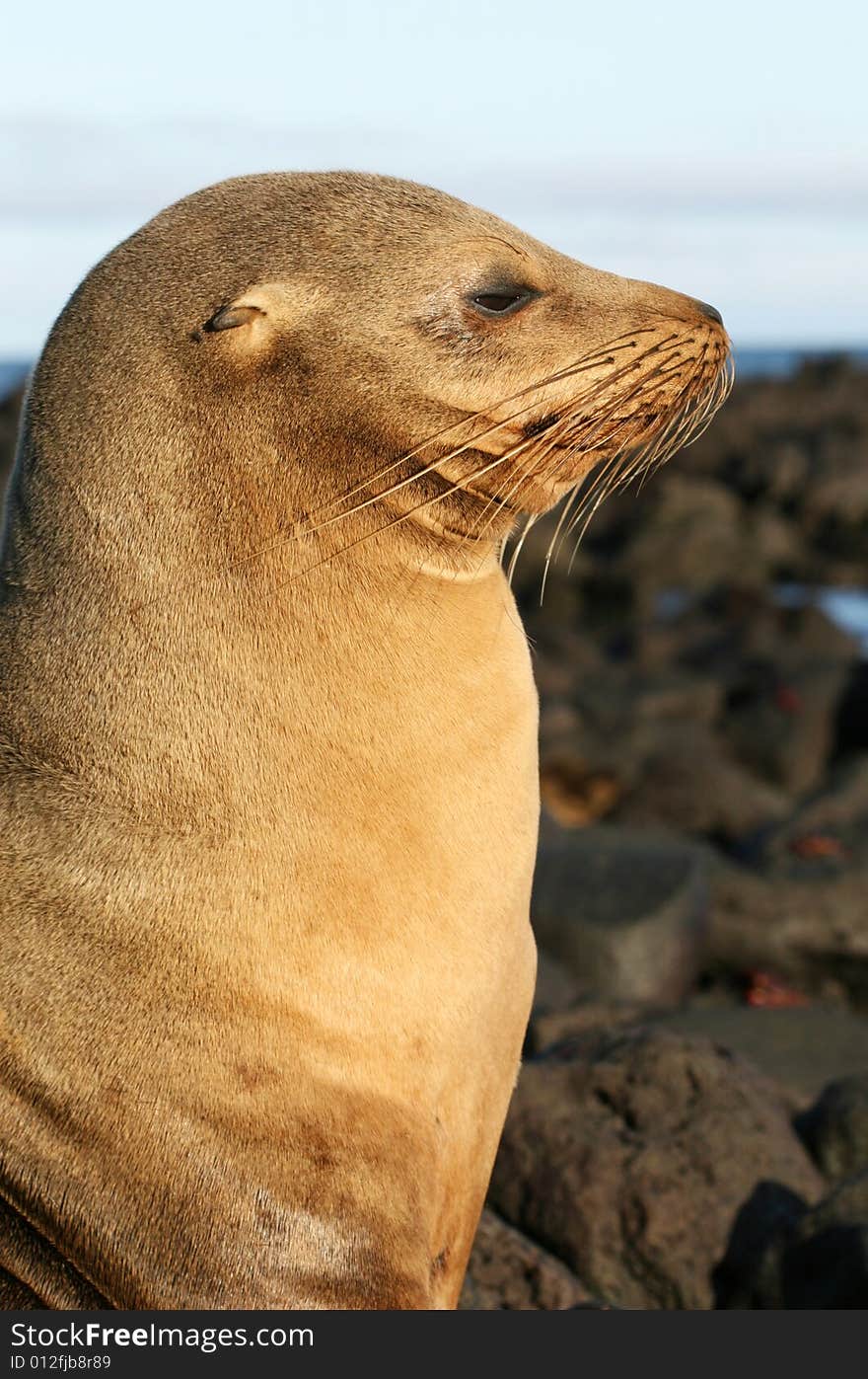 A Sea Lion in Profile