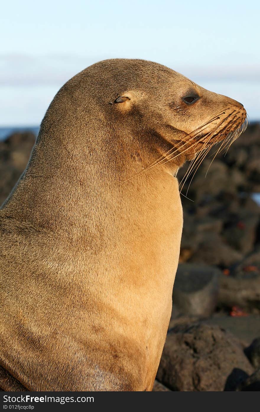 A beautiful Sea Lion watching the shoreline