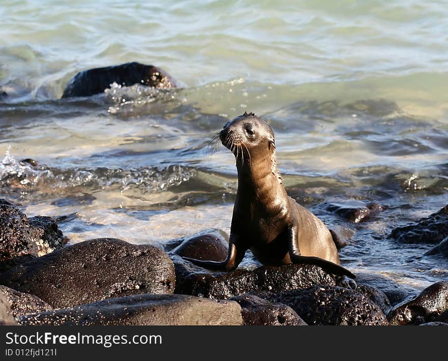 This baby Sea Lion was caught enjoying himself on the shores of the Galapagos Islands, Ecuador