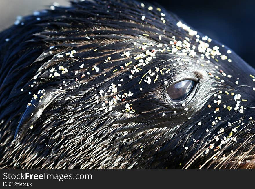 Extreme Close Up of a Sea Lions Head. Extreme Close Up of a Sea Lions Head