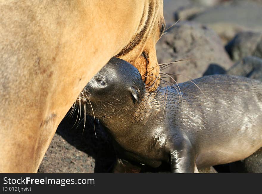 A baby Sea Lion nurses from his mother. A baby Sea Lion nurses from his mother