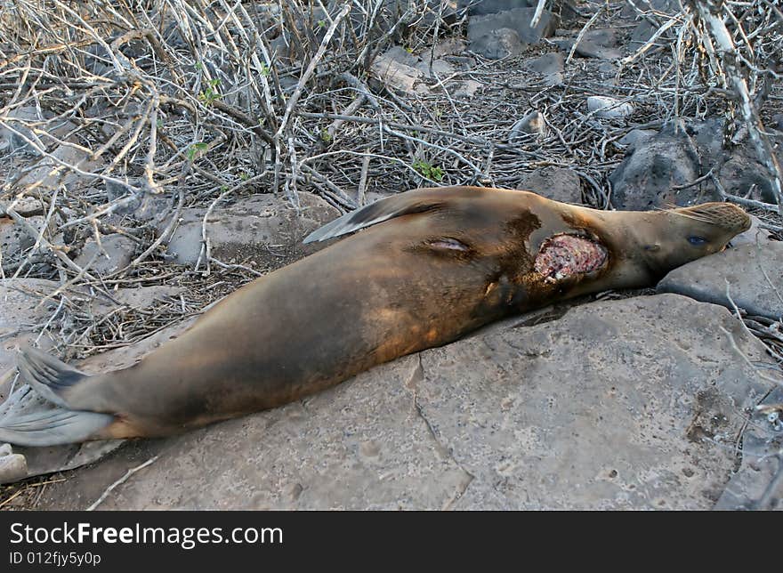 This Sea Lion has been attacked by shark. She has a large open wound near the head. This Sea Lion has been attacked by shark. She has a large open wound near the head