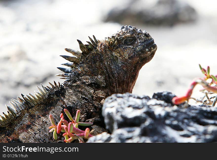 Galapagos Marine Iguana