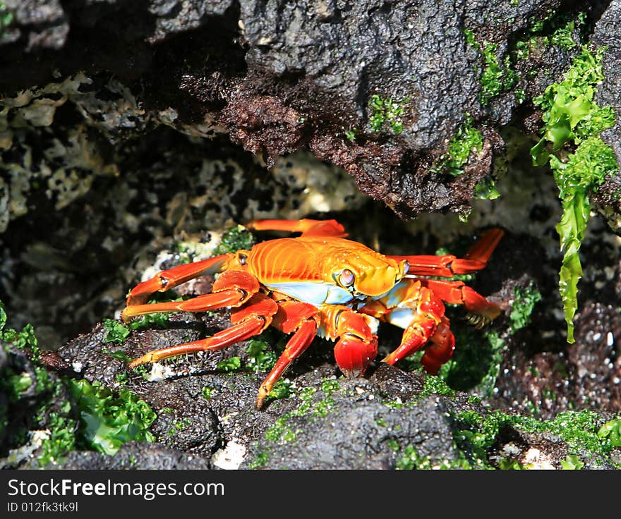 A colorful Sally Lightfoot crab tries to hide amonst the volcanic rocks