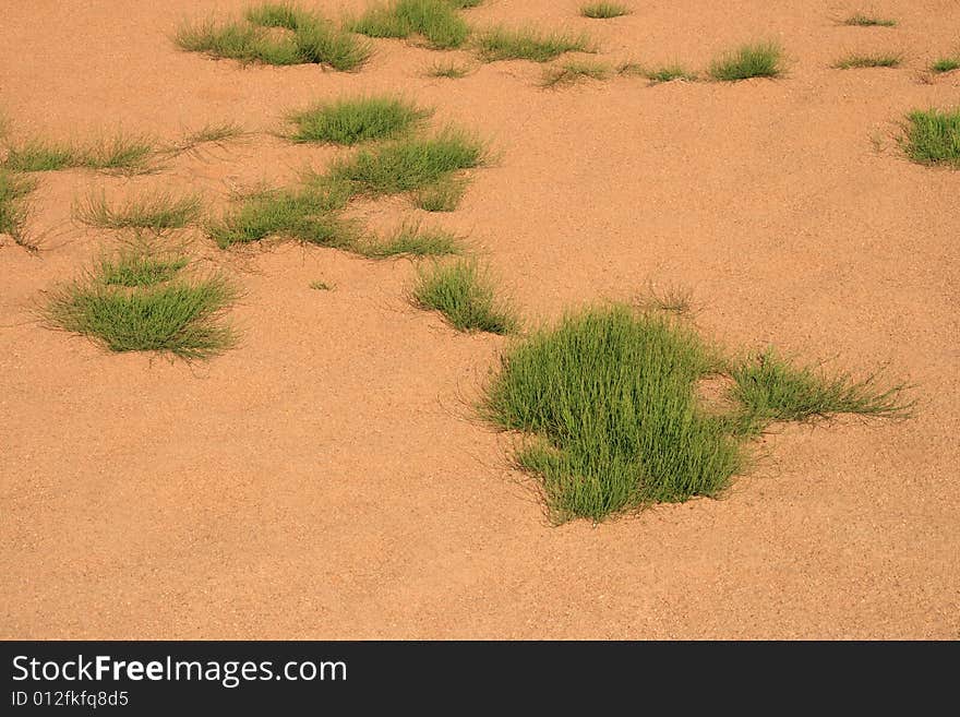 Hardy grasses growing in a dry and arid environment. Hardy grasses growing in a dry and arid environment