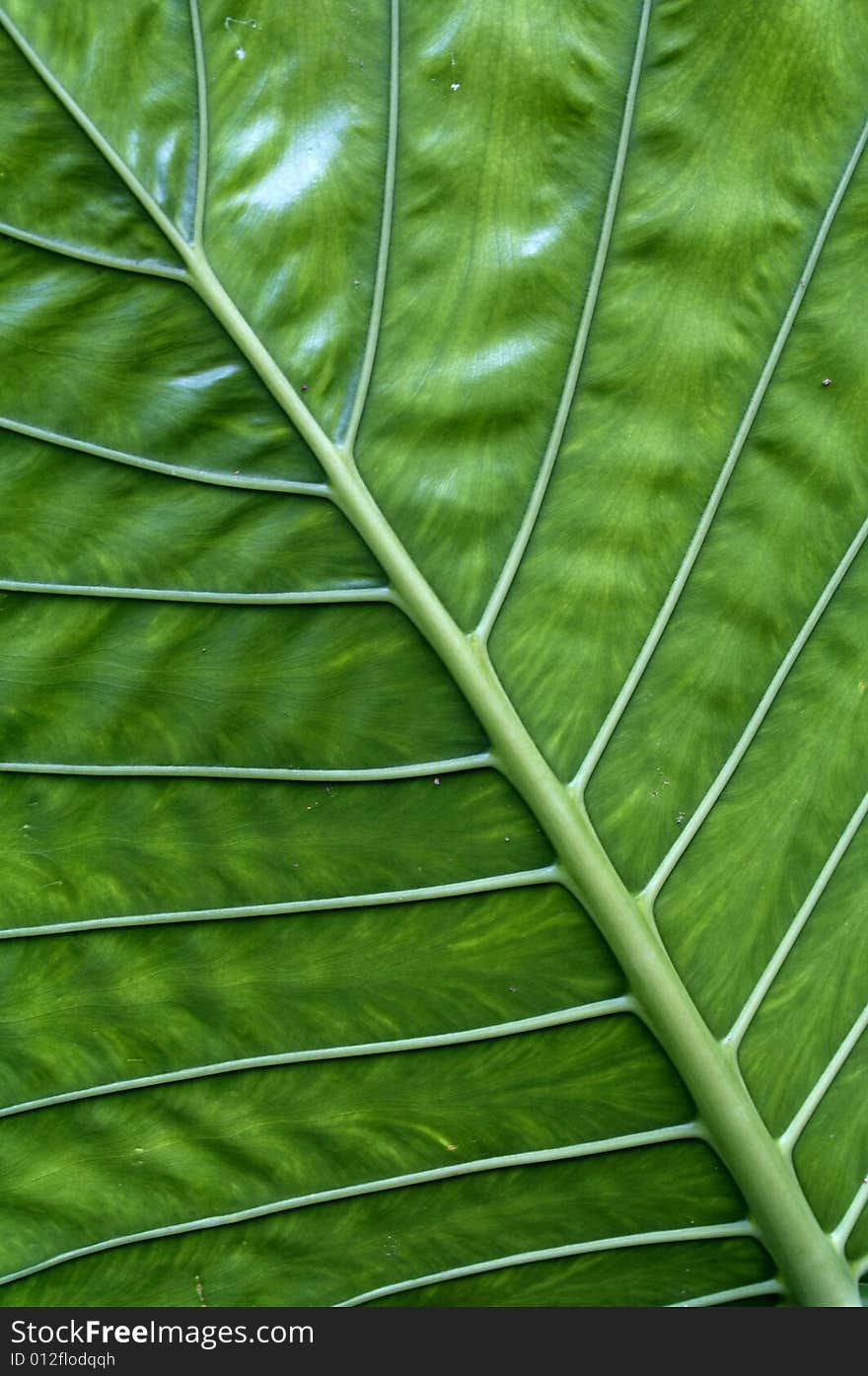 The back of the leaf. The back of the leaf