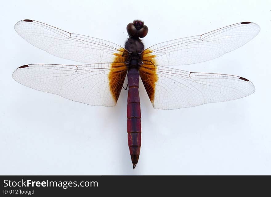 Any of various large insects of the order Odonata or suborder Anisoptera, having a long slender body and two pairs of narrow, net-veined wings that are usually held outstretched while the insect is at rest. Any of various large insects of the order Odonata or suborder Anisoptera, having a long slender body and two pairs of narrow, net-veined wings that are usually held outstretched while the insect is at rest.