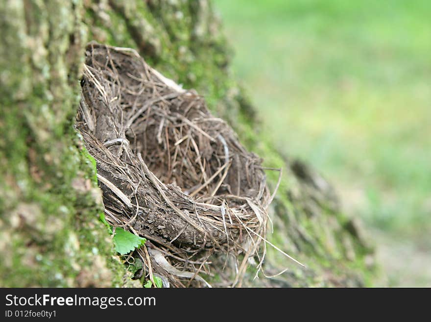 Empty Nest