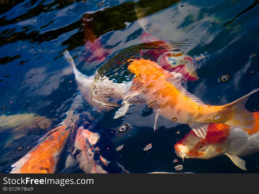 Colorful carp in a small garden pool seeking food