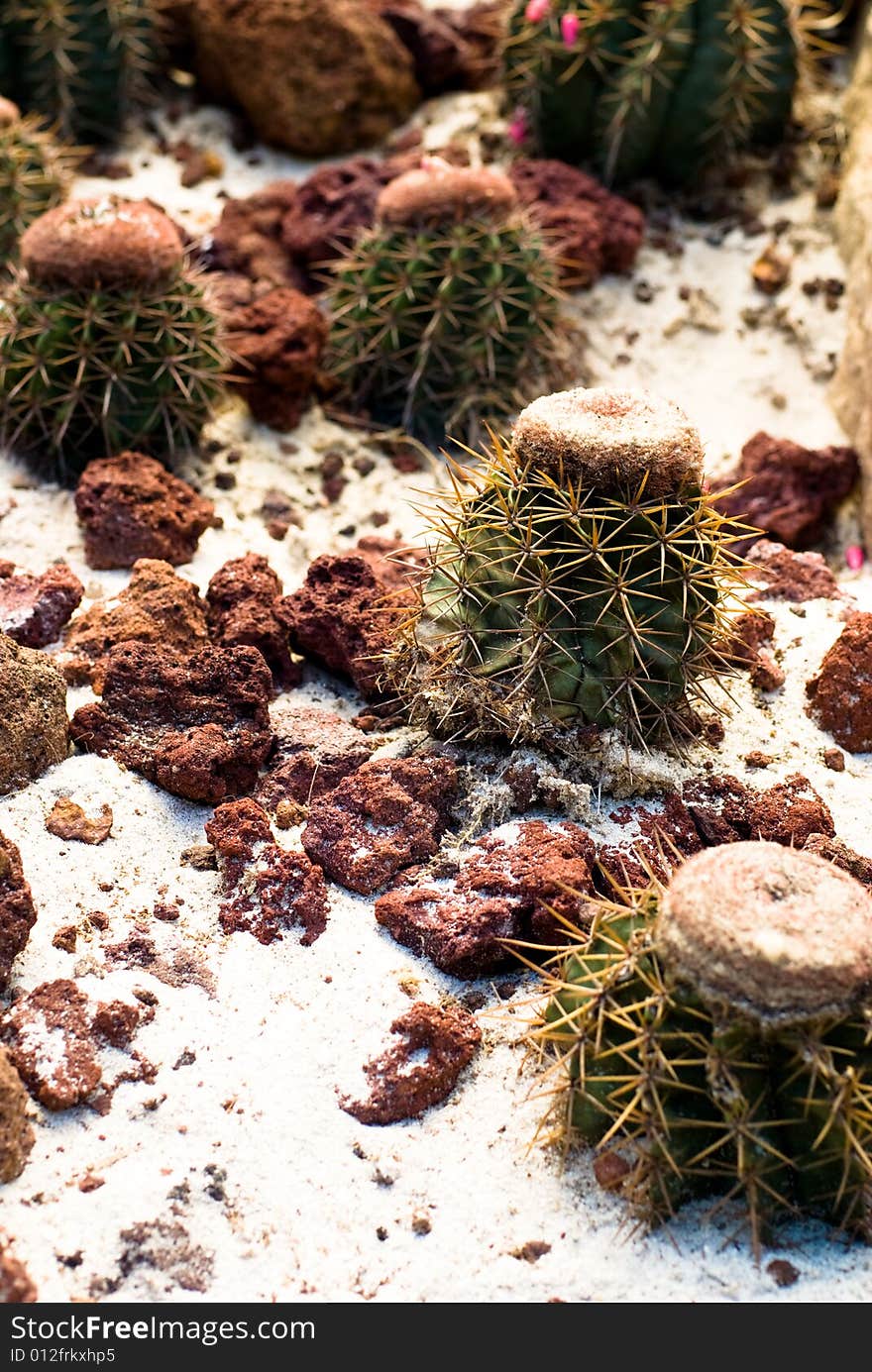 Barrel Cactus with sand and stones around in wild Mexico desert