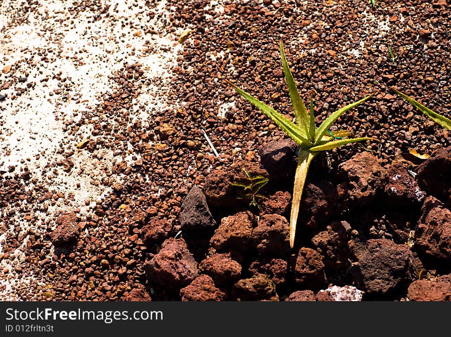 Single aloe with stones around in rocky wild desert. Single aloe with stones around in rocky wild desert