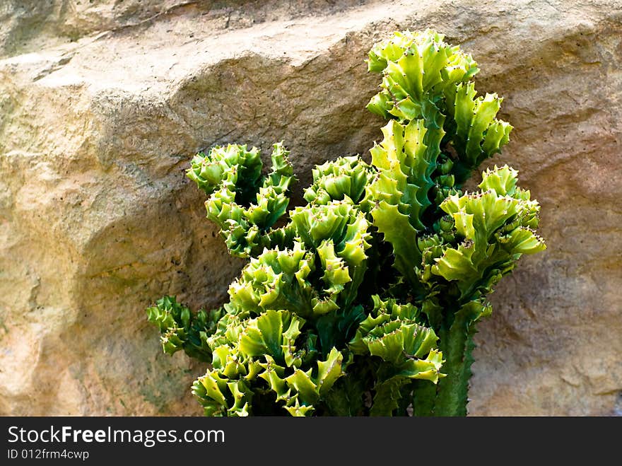 Mexico Cactus with sand and stones around in wild desert