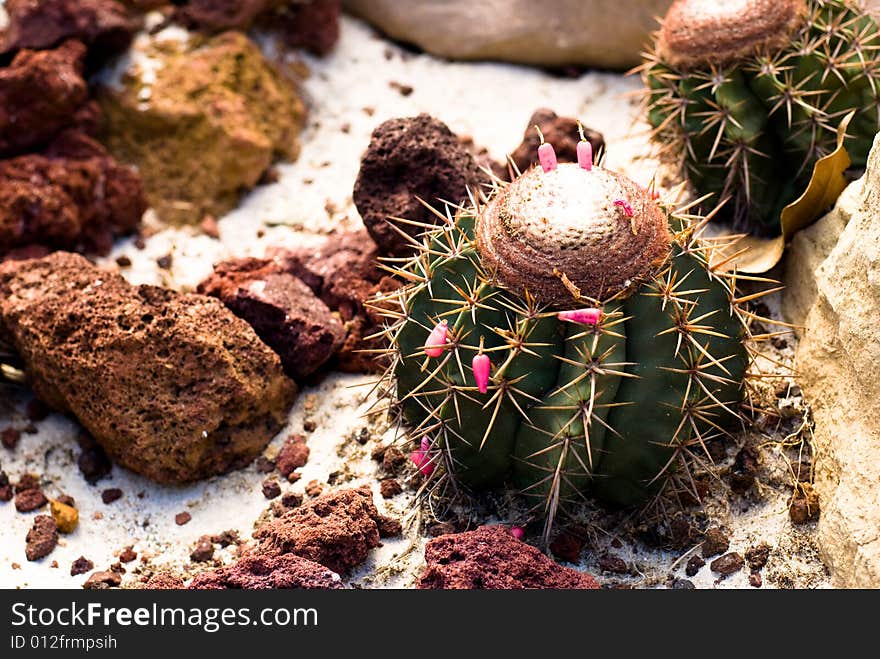 Barrel Cactus with sand and stones around in wild Mexico desert