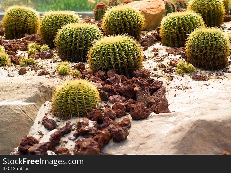 Barrel Cactus with sand and stones around in wild Mexico desert. Barrel Cactus with sand and stones around in wild Mexico desert