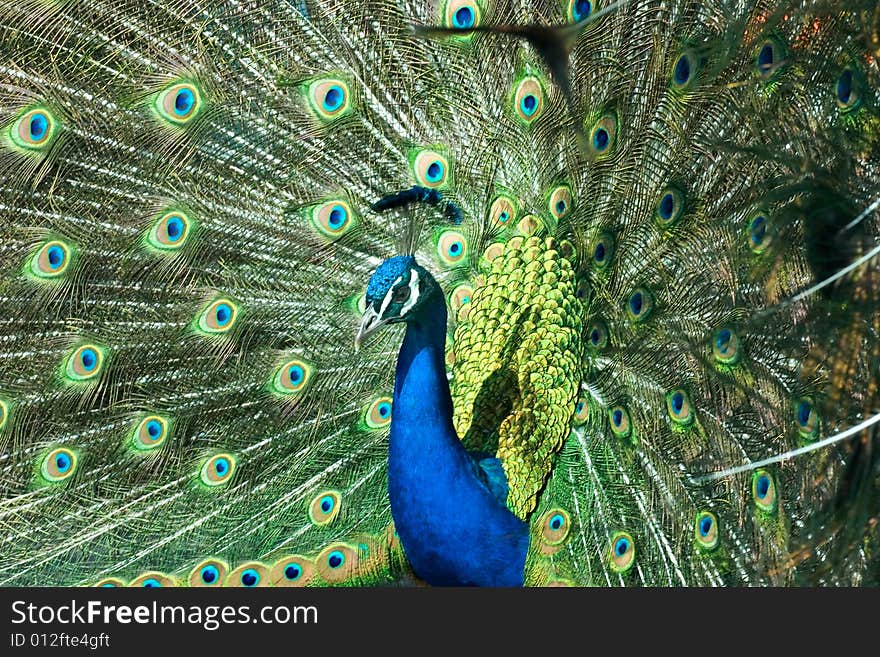 A male peacock showing his feathers. A male peacock showing his feathers