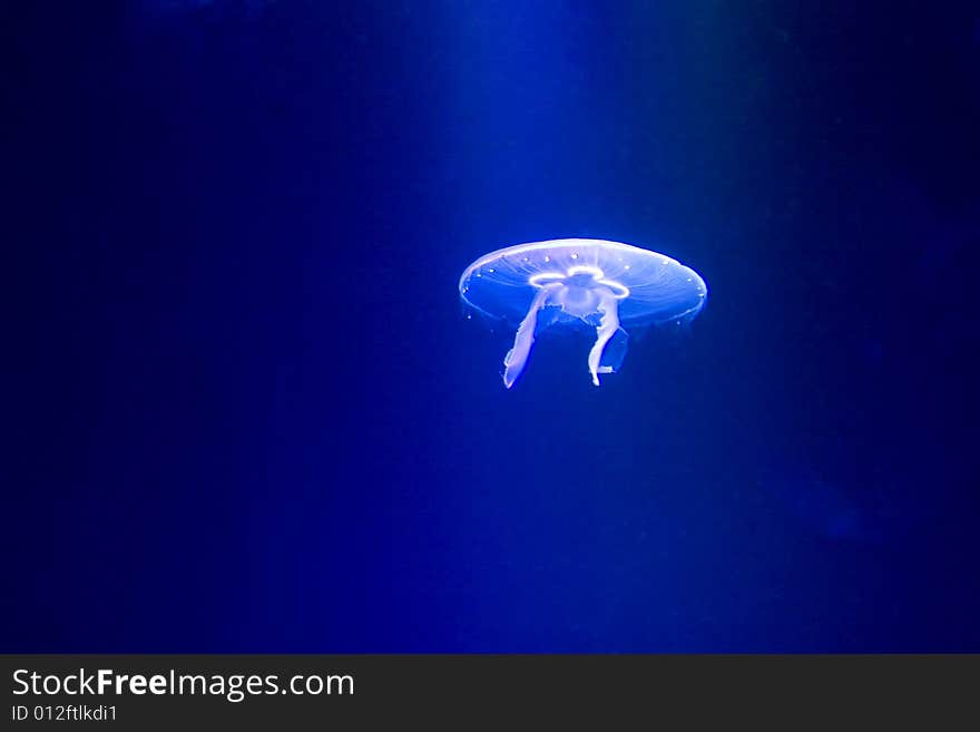 A blue jellyfish floating and reflecting the dim light