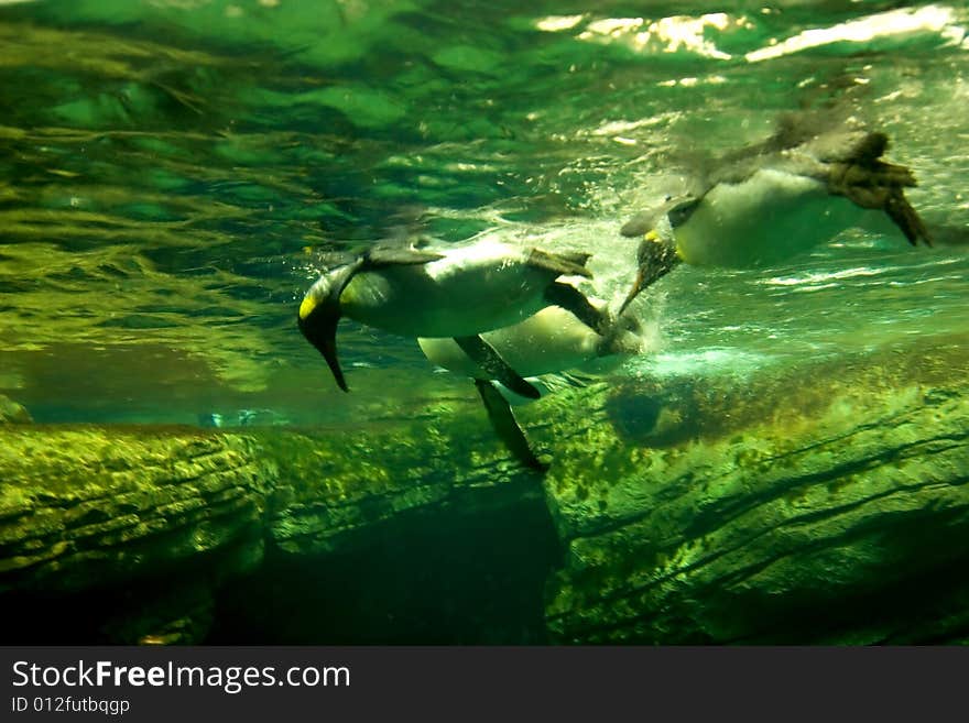 Three penguins looking for fish under water