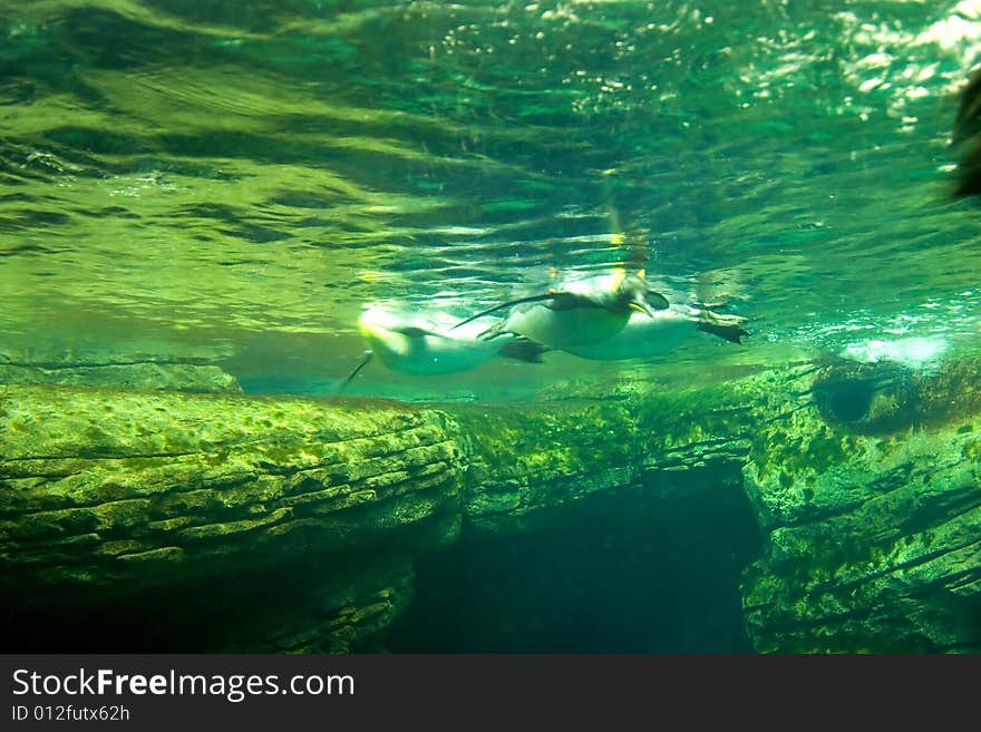 Swimming penguins