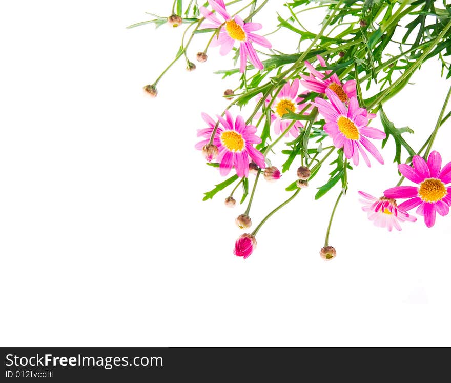 Bunch of beautiful pink flowers