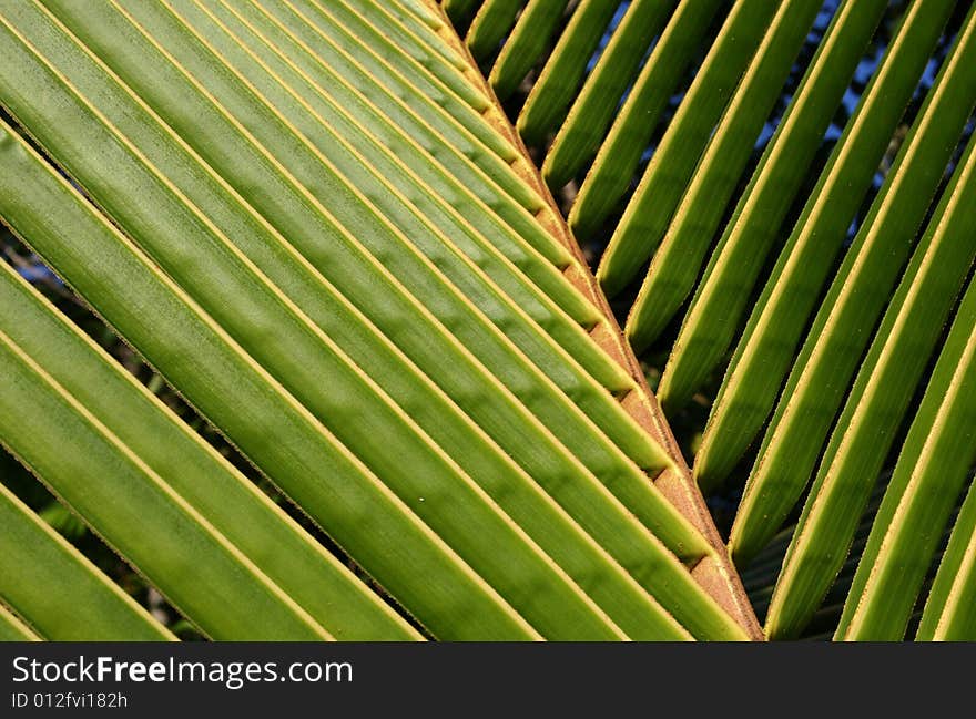 Closeup of a Palm Frond